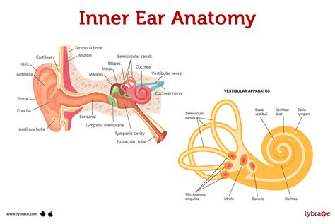 picture of inner ear anatomy.